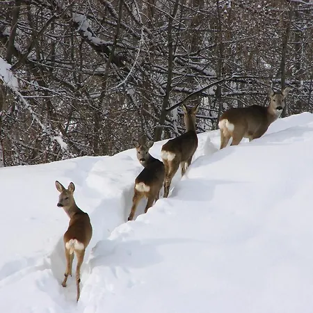 ガイア ホテル コルティーナ・ダンペッツォ