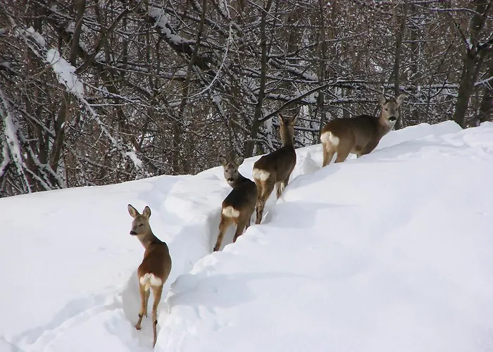 Gaia Hotel Cortina d'Ampezzo